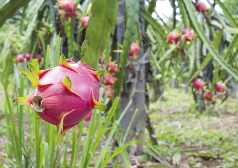 dragon fruit in garden
