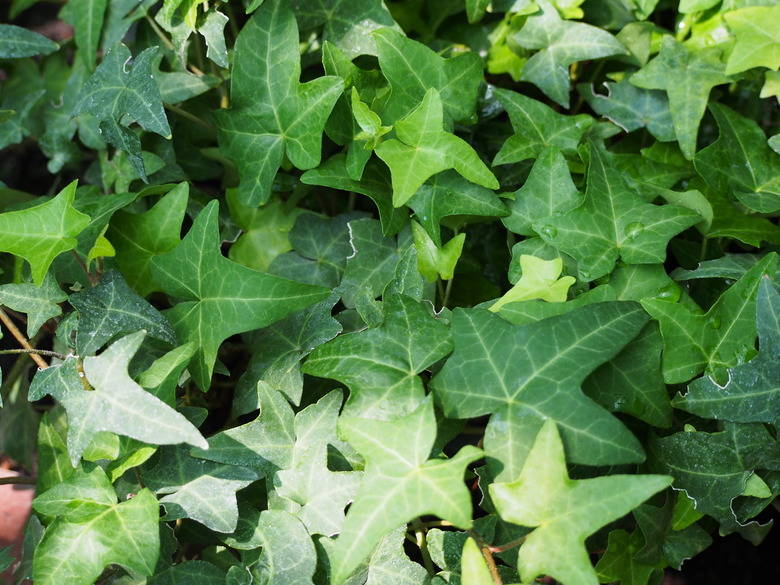 A close-up of Star English ivy Hedera helix 'Star' leaves.