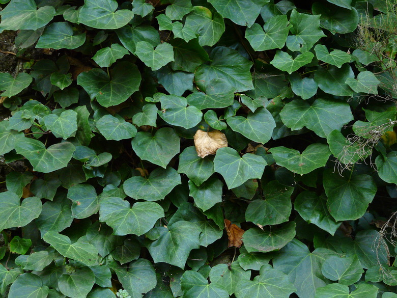 A wall of Algerian ivy Hedera canariensis.