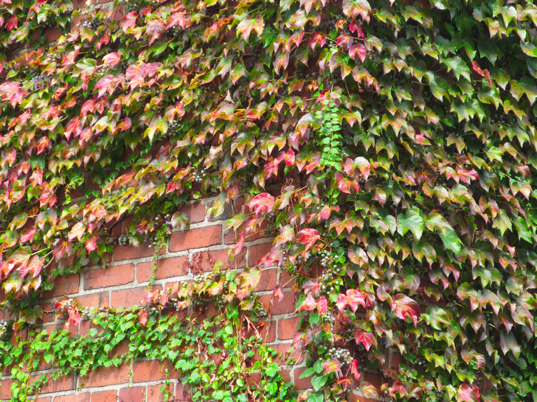 Boston ivy Parthenocissus tricuspidata on a garage wall in Pittsburgh