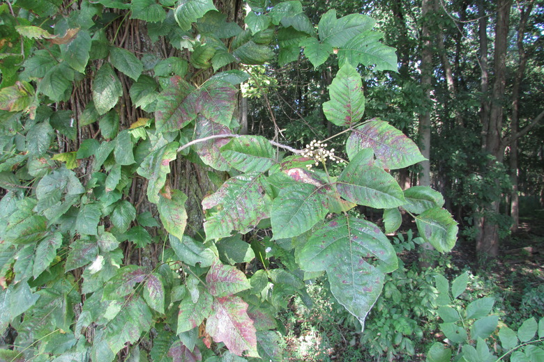 Poison ivy Toxicodendron radicans growing at the LaSalle Fish and Wildlife Area in Newton County