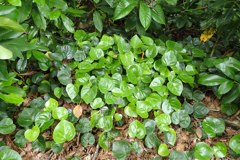 Persian ivy Hedera colchica growing in Mtirala Chakvistavi
