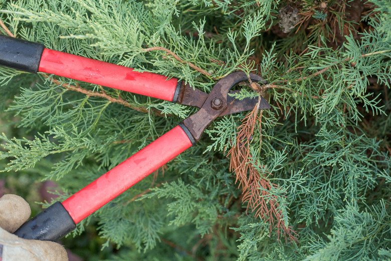 Orange and black shears ready to prune off a branch of a juniper shrub.
