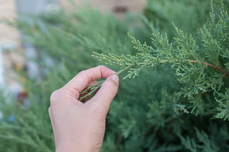 A hand holding the edge of a juniper branch.
