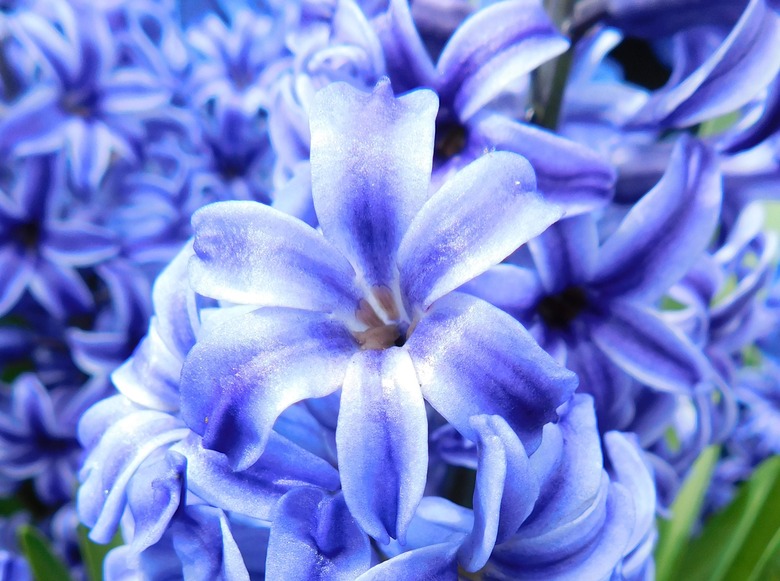 A close up of a Blue Jacket common hyacinth Hyacinthus orientalis 'Blue Jacket'.