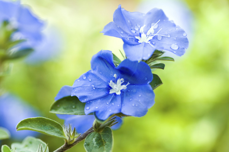 Blue daze