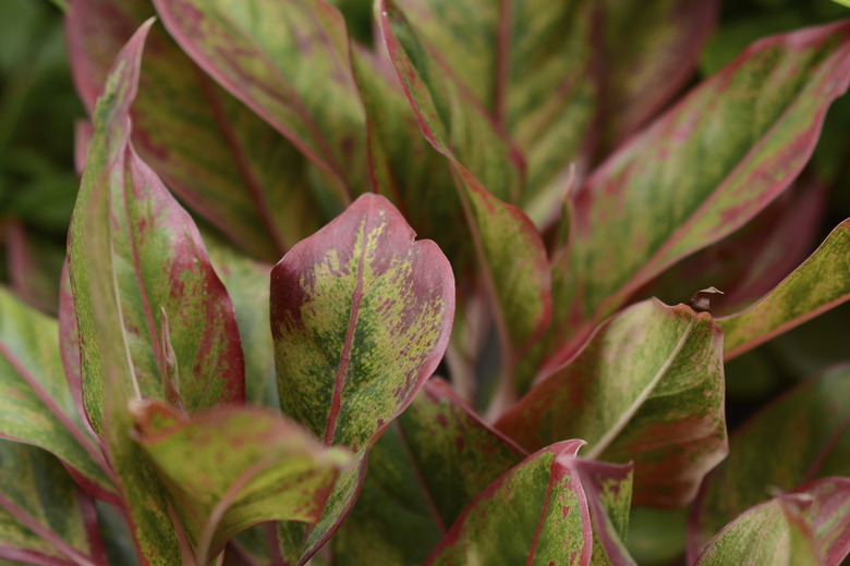 Thai Aglaonema