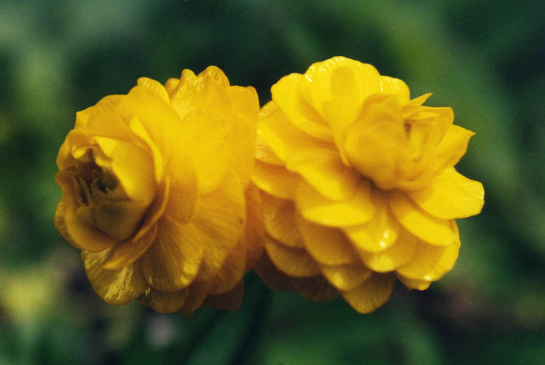 A close-up of two Flore Pleno meadow buttercup Ranunculus acris 'Flore Pleno' flowers.
