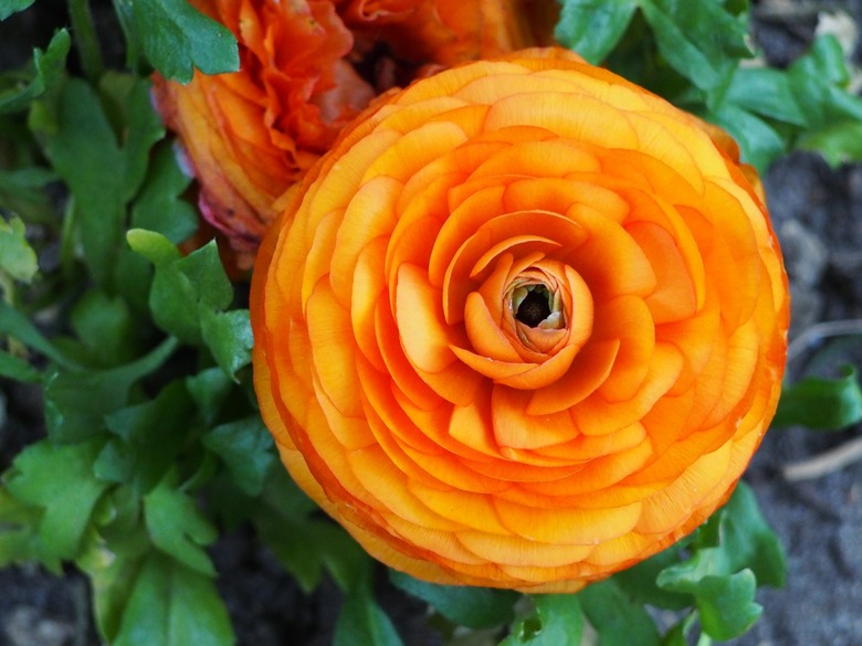 A top-down shot of a radiant Magic Orange Persian buttercup Ranunculus asiaticus 'Magic Orange' flower.