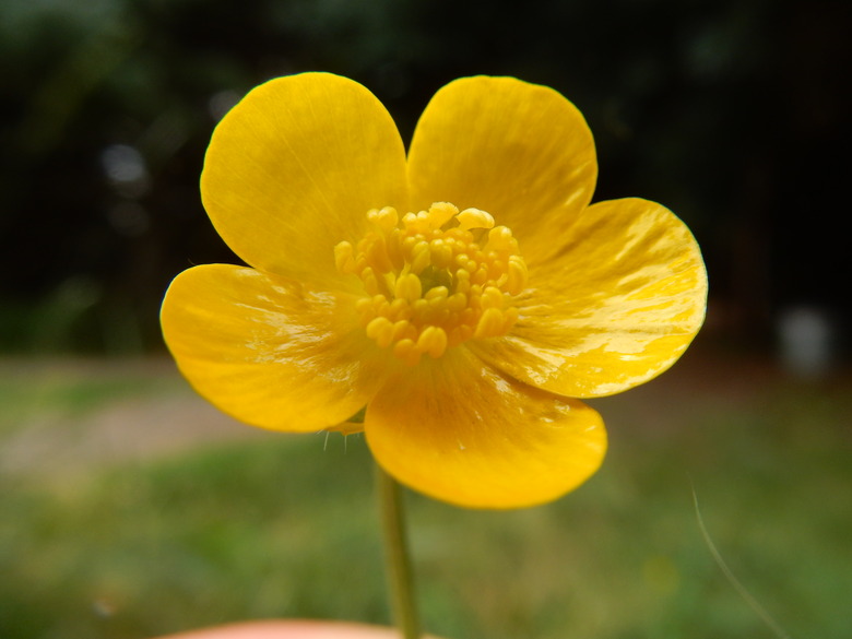 A close-up of a yellow creeping buttercup Ranunculus repens flower.