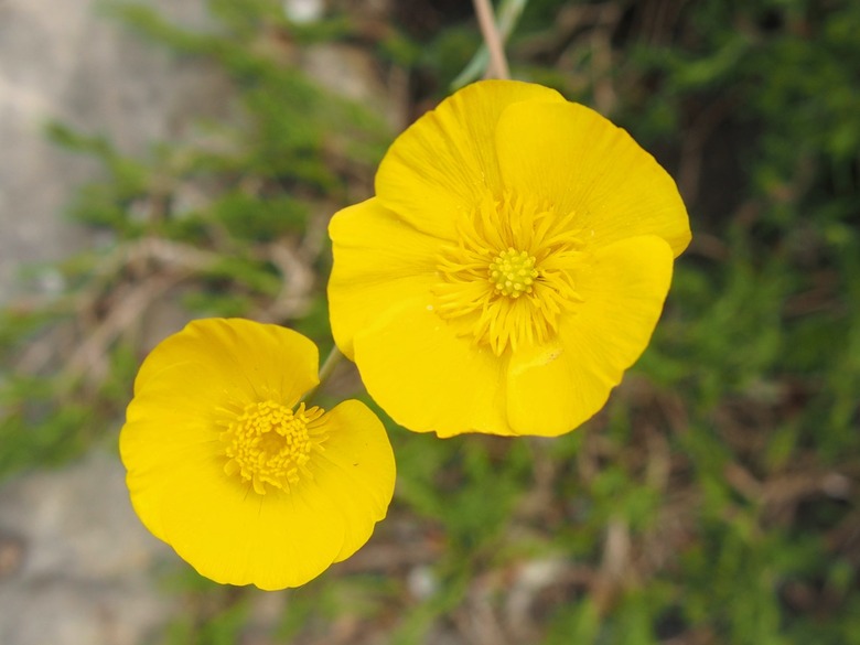 A top-down shot of two yellow grassy buttercup Ranunculus gramineus flowers.