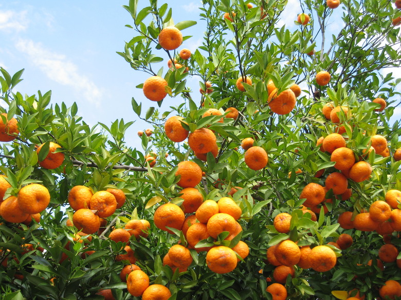 What Is The Difference Between A Grove And An Orchard 
