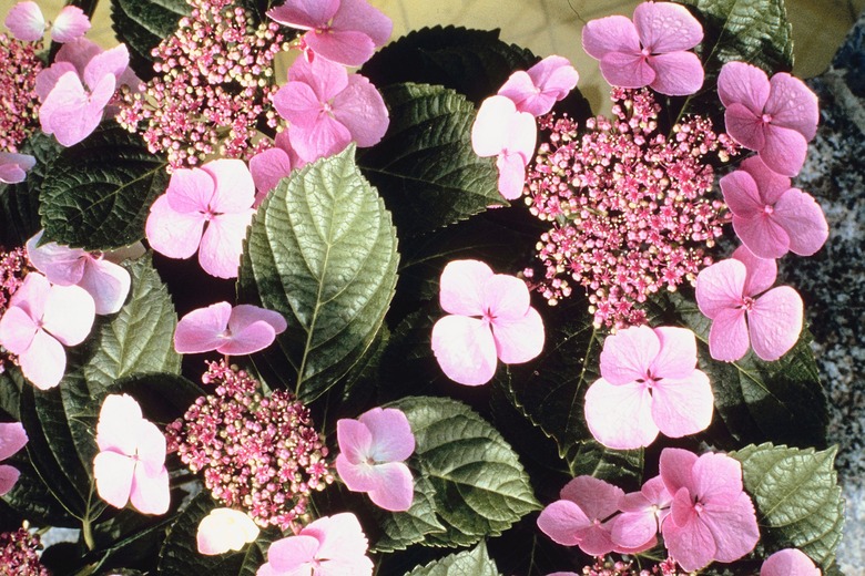 Pink flowers