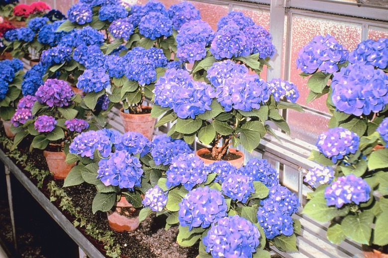 Purple flowers in greenhouse