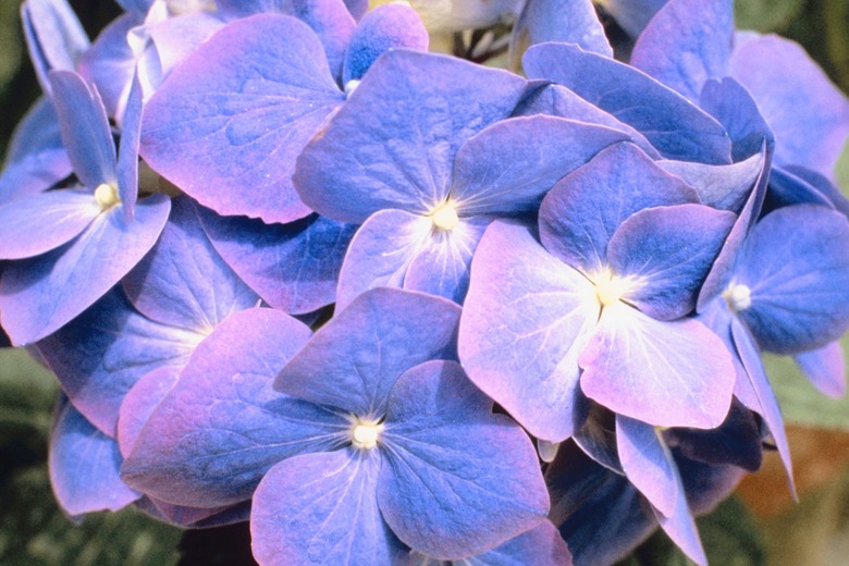 Purple flowers