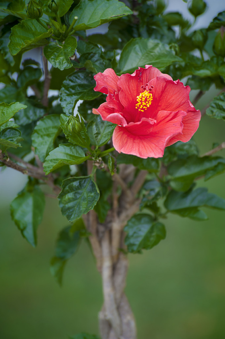 A close-up of the flower of a braided hibiscus tree.