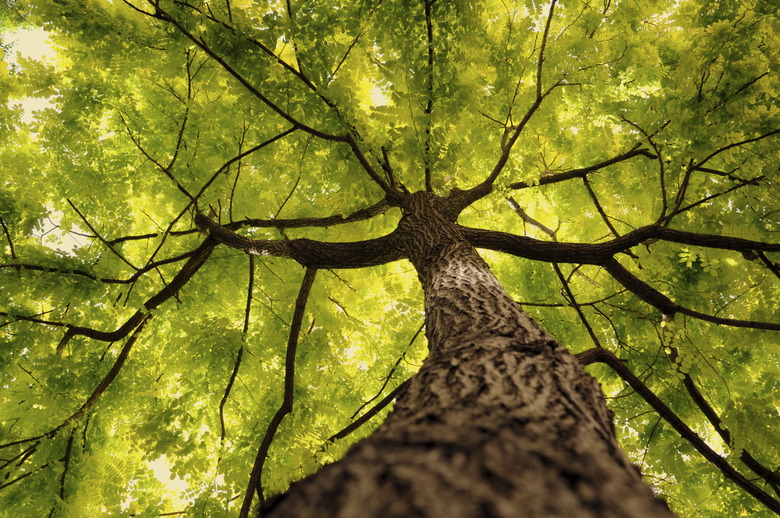 Green Tree