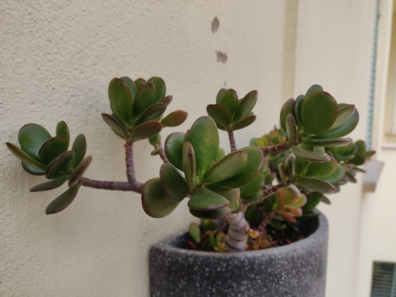 A jade plant Crassula ovata growing in a cute gray and white container affixed to the wall of a room.