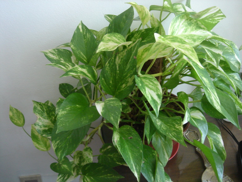 A healthy pothos Epipremnum aureum growing as a houseplant indoors.