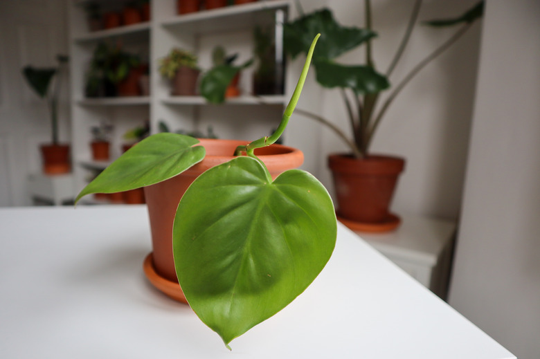 A heartleaf philodendron Philodendron hederaceum growing in a small terra cotta pot on a white table.