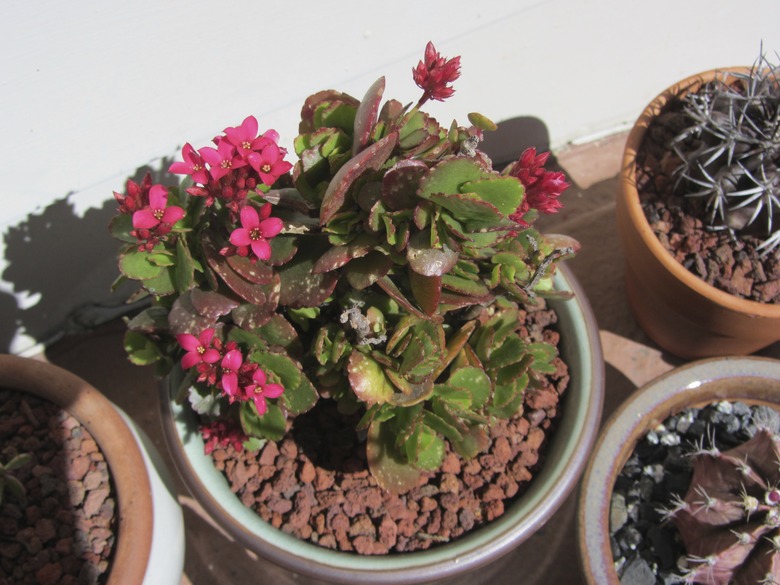 A potted kalanchoe Kalanchoe blossfeldiana thriving in the sun.