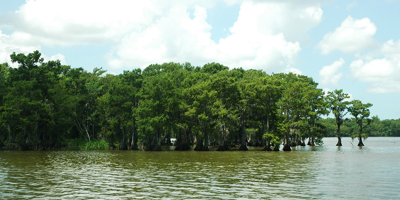 Bald cypress trees Taxodium distichum growing at Lake Fausse Pointe State Park in Saint Martin Parish