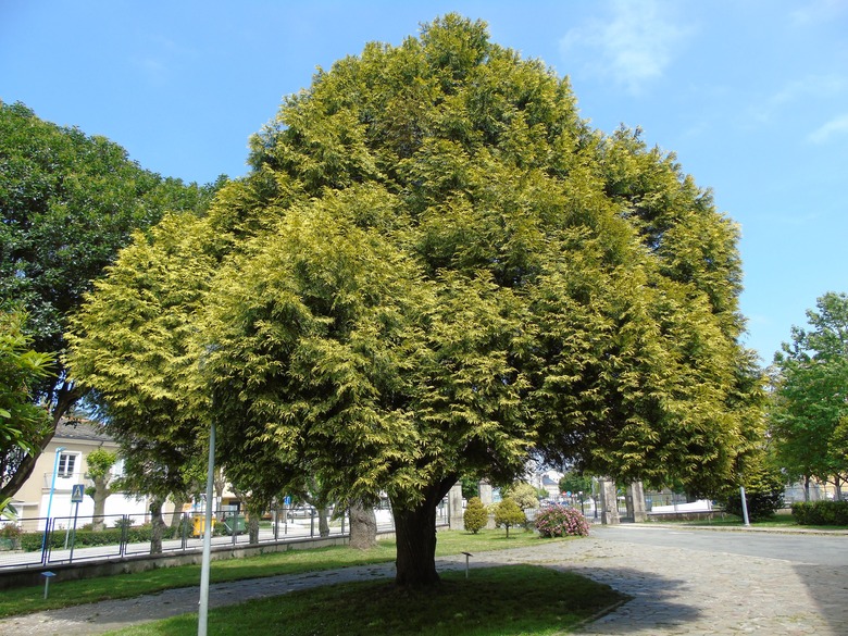 A large western redcedar Thuja plicata growing in a residential area.