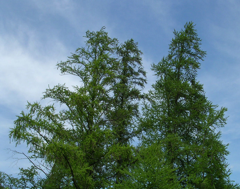 An eastern larch Larix laricina at Volo Bog State Natural Area in Lake County