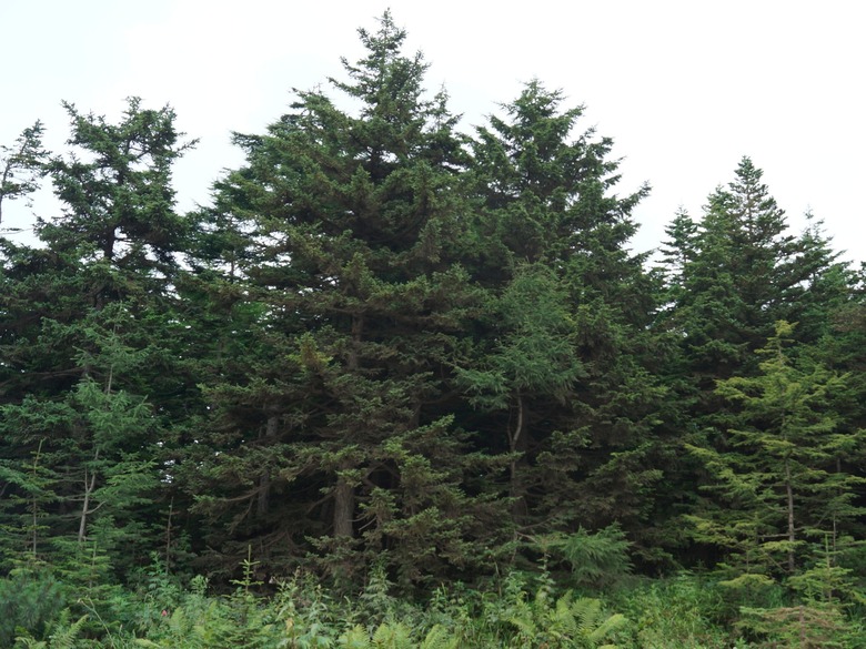 Towering Glehn's spruce trees Picea glehnii growing in Sakhalin