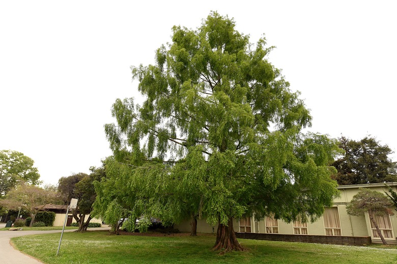 A large dawn redwood Metasequoia glyptostroboides growing near Lake Merritt in Oakland