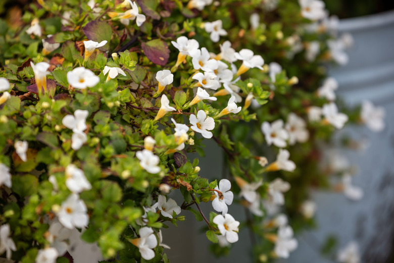 Ornamental bacopa flowers in bloom.
