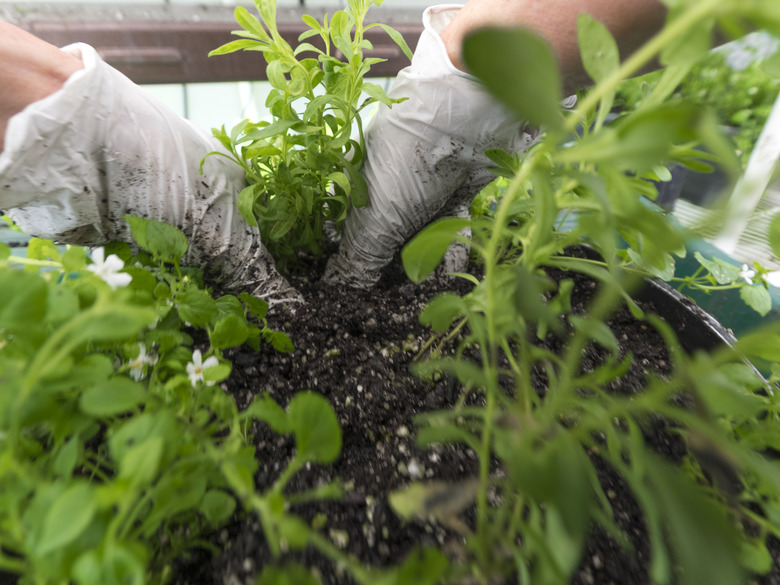 A gardener planting a hanging basket with bacopa.