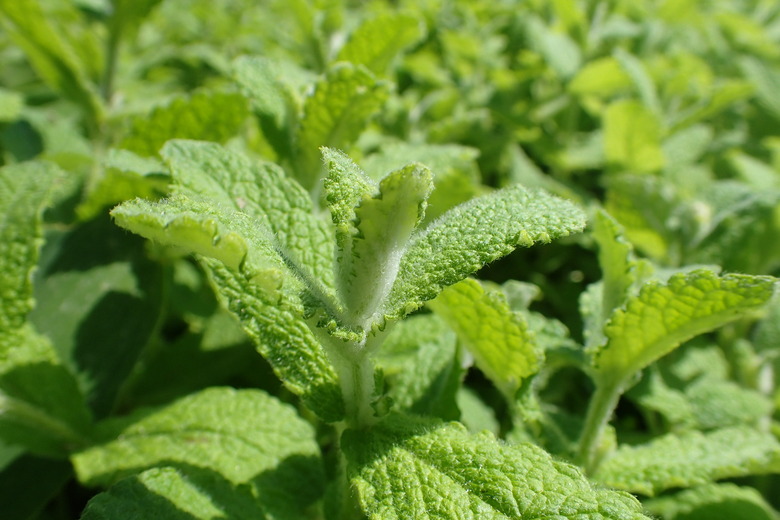 A close-up of lots of apple mint Mentha suaveolens plants growing together.
