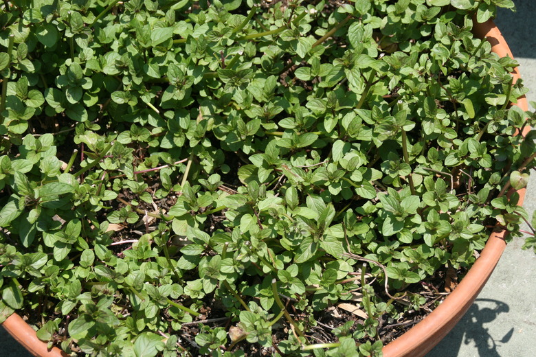 A large pot with plenty of chocolate mint Mentha × piperita f. citrata 'Chocolate' growing inside of it.