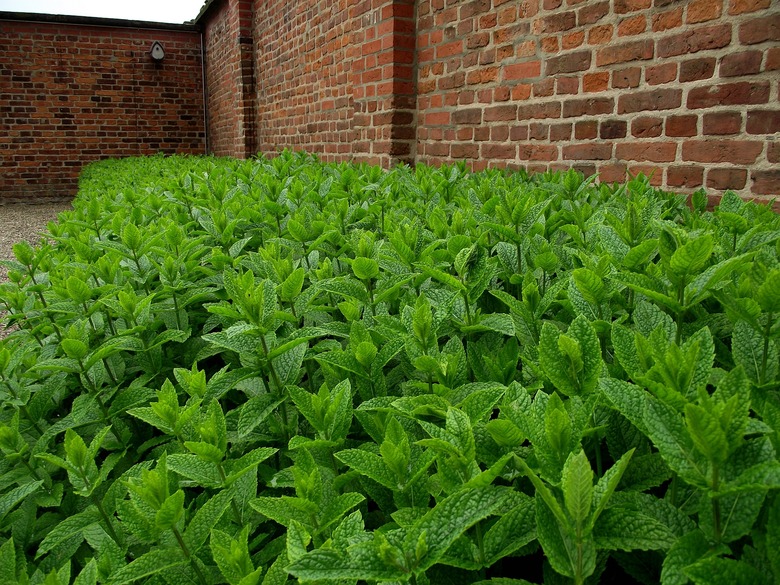 A dense row of peppermint Mentha × piperita growing near a brick wall.
