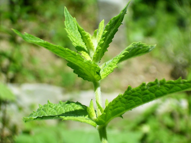 A close-up of some spearmint Mentha spicata leaves.