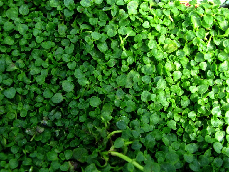 A top-down view of a great deal of Corsican mint Mentha requienii plants.