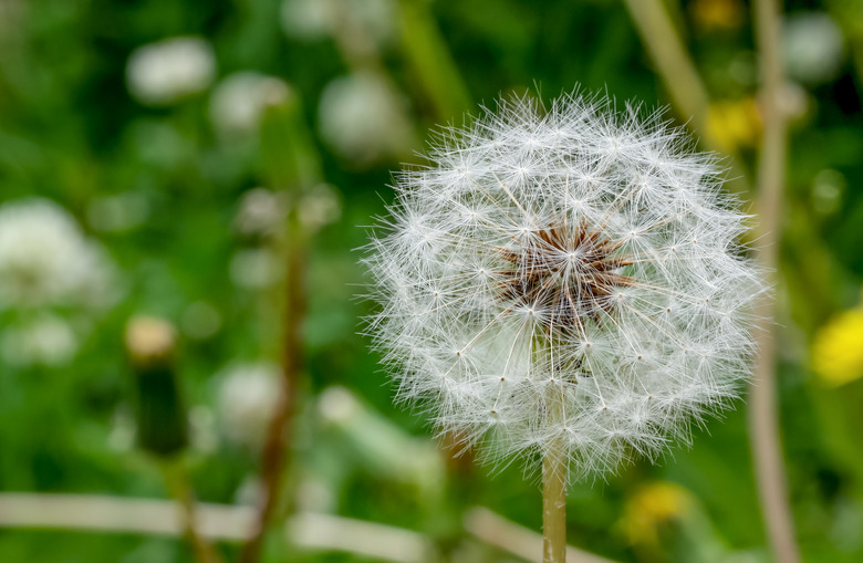 A close-up of a dandelion seed head.