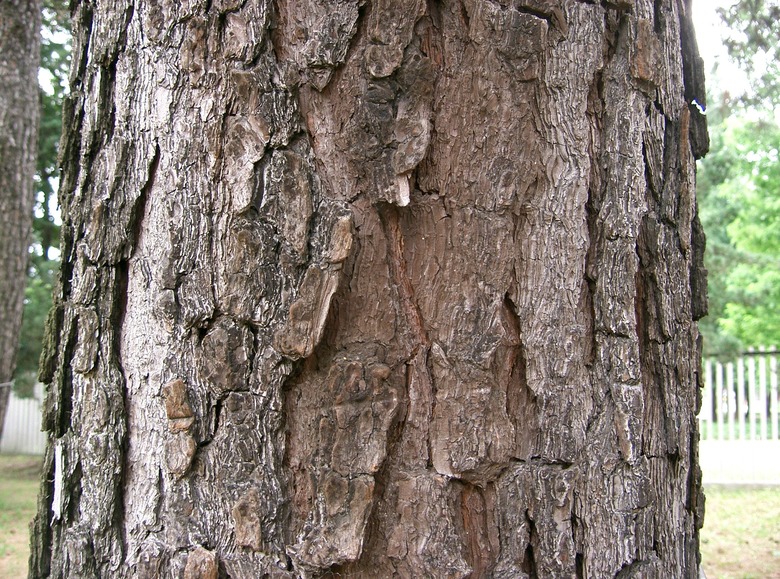 A close-up of the curiously textural bark of a pitch pine tree Pinus rigida.