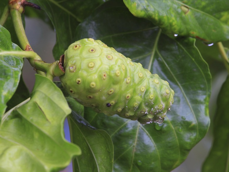 Noni fruit
