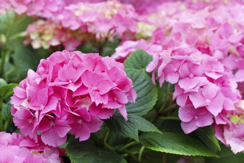 Beautiful pink hydrangea flowers.