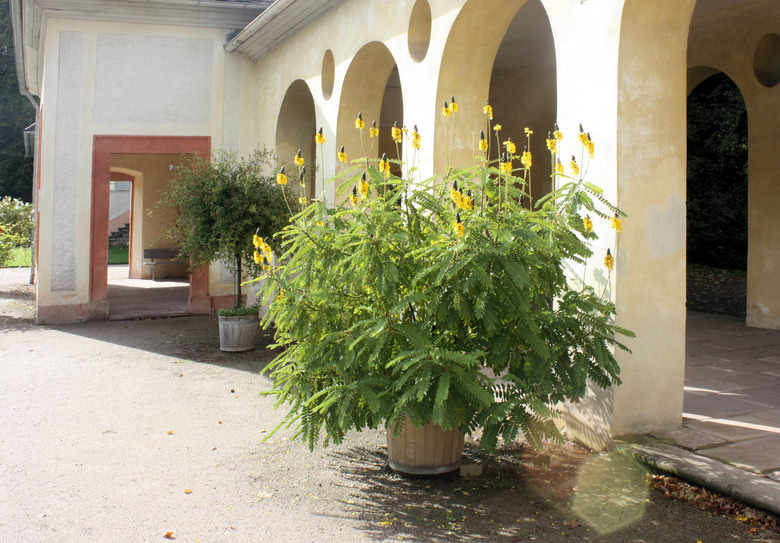 A pot with a healthy