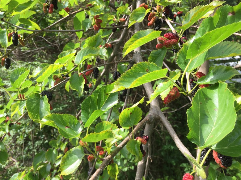 A red mulberry tree Morus rubra with lots of fruits growing in Fairfax County