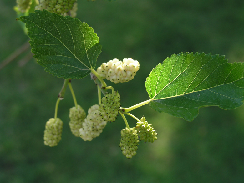 A close-up of some leaves and fruits of a white mulberry tree Morus alba.