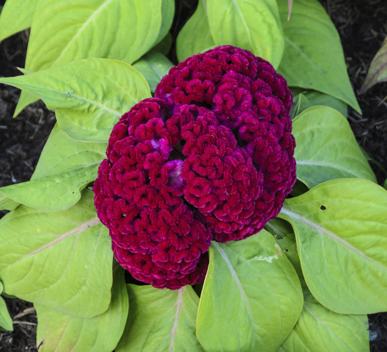 Red Cockscomb flower
