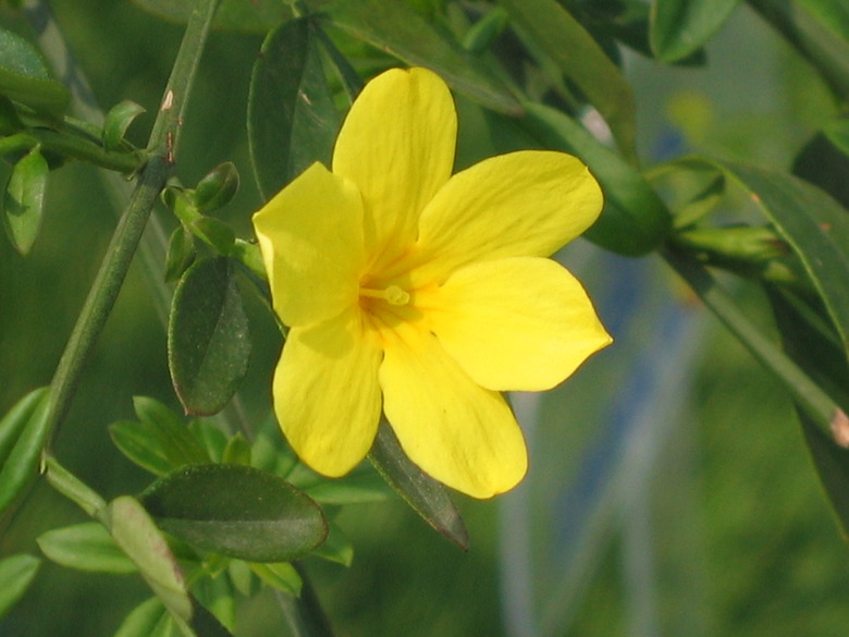 A radiant yellow winter jasmine Jasminum nudiflorum blossom.