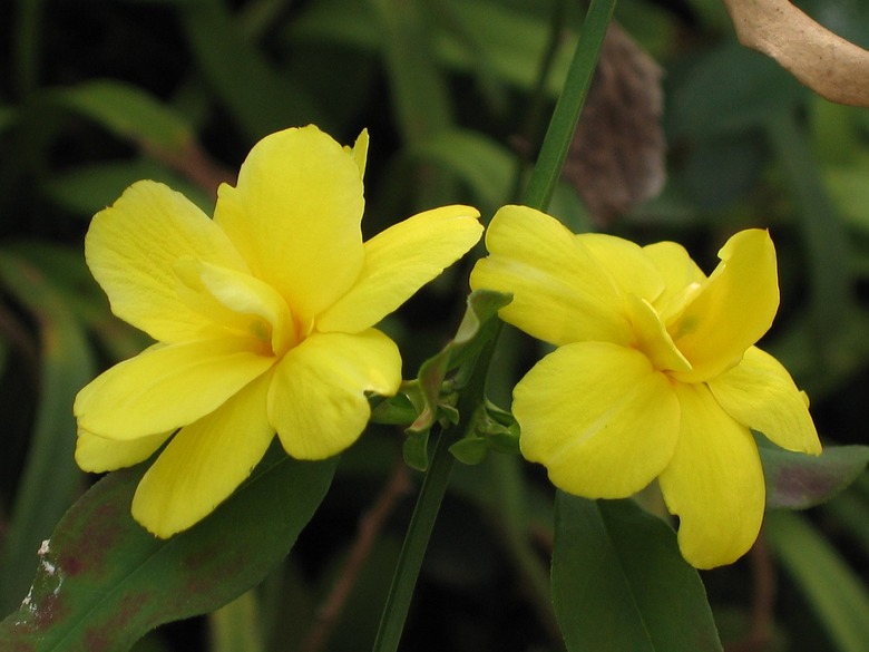 Two yellow primrose jasmine Jasminum mesnyi blooms.
