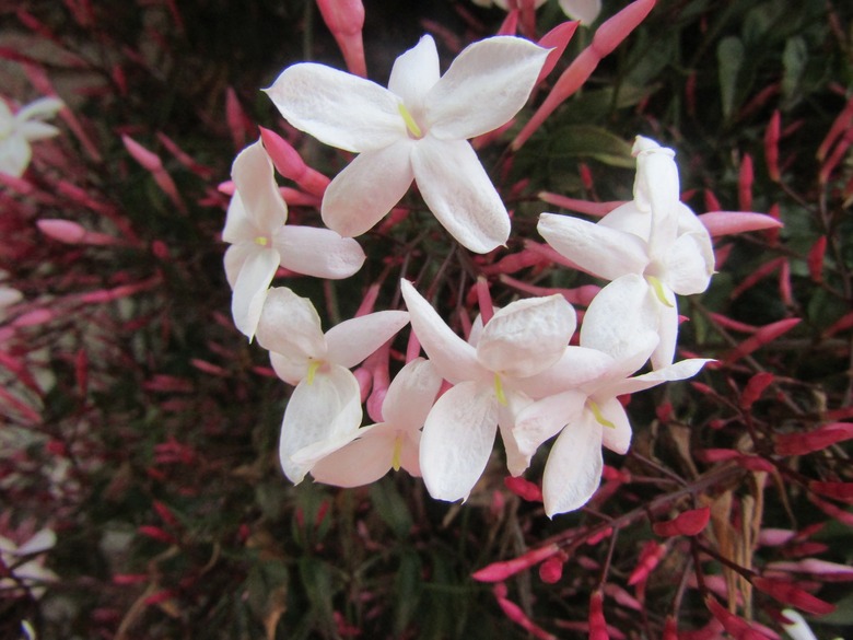 White and light pink blooms of a pink jasmine Jasminum polyanthum plant.