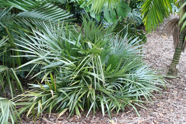A modest needle palm Rhapidophyllum hystrix growing amidst other palms.