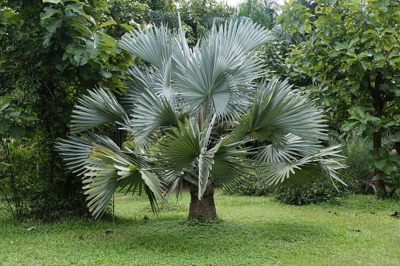 A healthy Bismarck palm Bismarckia nobilis spreading its fronds in a garden.